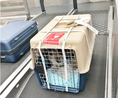 广州宠物托运 宠物托运公司 机场宠物托运 宠物空运